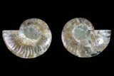 Agatized Ammonite Fossil - Madagascar #145998-1